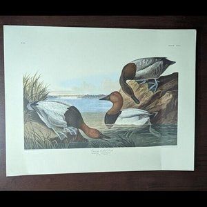 Canvas Backed 2 Males & a Female Duck  Fuligula Vallisneria N0. 61 By Audubon